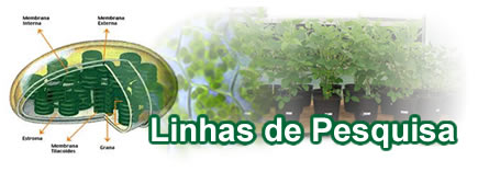 LIPEUL Laborat Rio De Intelig Ncia Em Plantas E Ecofisiologia