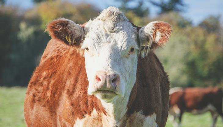 Treinamento em Métodos de Diagnóstico e Controle da Brucelose e da Tuberculose Bovina e Bubalina                                                                                                                                                               