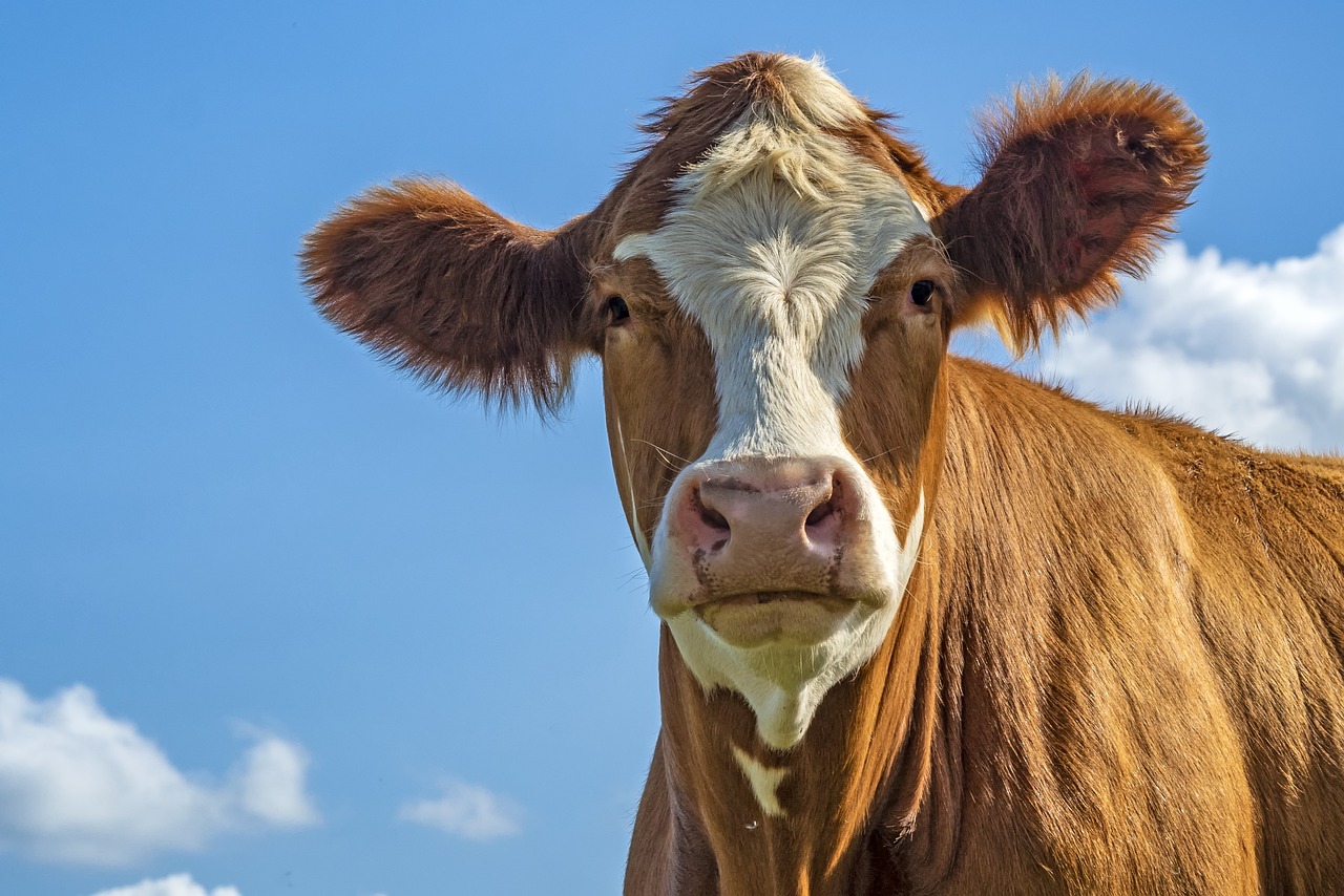 Treinamento em Métodos de Diagnóstico e Controle da Brucelose e da Tuberculose Bovina e Bubalina - Turma 2°                                                                                                                                                    