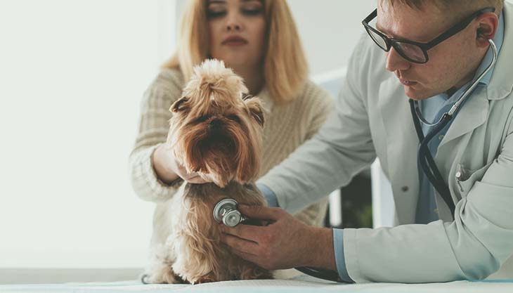 CARDIOLOGIA DE PEQUENOS ANIMAIS                                                                                                                                                                                                                                