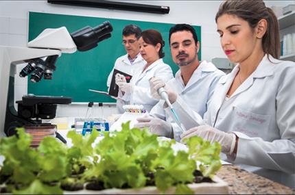 Verduras hidropônicas não estão livres de microrganismos