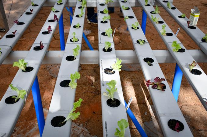 Cultivo em água contempla merenda escolar e pequeno produtor