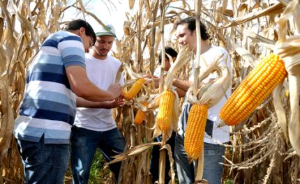 Agronomia desenvolve atividade em plantação de milho