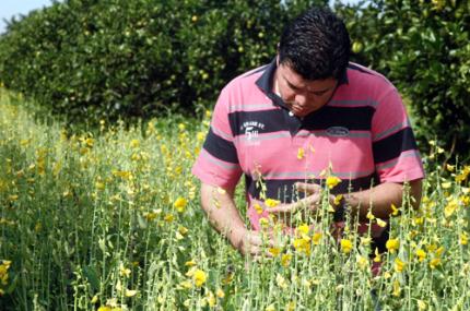 Adubação verde em cultura perene promove vários benefícios