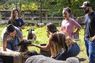 Grupo de pessoas em um ambiente ao ar livre, interagindo com ovelhas em um cercado. Uma pessoa está acariciando uma das ovelhas, enquanto outras observam e parecem estar discutindo ou anotando informações. O cenário é verde e arborizado, sugerindo que estão em uma área rural ou fazenda. A atividade parece ser educativa ou relacionada a estudos sobre animais.